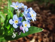 22 Bei fiori azzurri